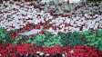 ЦСКА с много силно обръщение към феновете + ВИДЕО