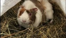 Заложи ли Ганчо на изненада в 1/4-финала между Уругвай и Франция? + ВИДЕО