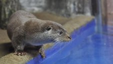 Видрата Гари с 86% точни прогнози в Сочи