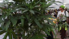 Хеликоптер намери плантации с марихуана покрай колоездачната обиколка на Испания