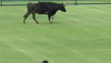 БИСЕРИ: Капитанът на Левски е пикаеща крава, Каранга ще му вкарва със задник