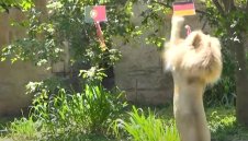 Лъв разплака Кристиано Роналдо и Испания + ВИДЕО