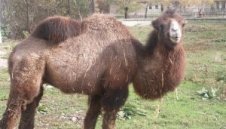 Фен дари нападател с камили