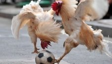 От "люпилнята" до "фурната"