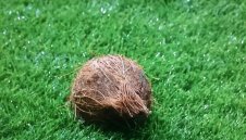 В дербито на Единбург: Кокосов орех полетя към терена