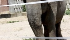 Слоницата Артайда скочи на октопода Паул