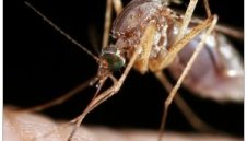 Слагат мрежи против комари на украинците