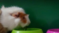 Свинчето-оракул Ганчо предрече изхода на Аржентина – Исландия + ВИДЕО