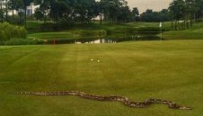 Питон подгони голфъри в Малайзия + СНИМКА