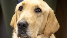 Трагедия! Куче изяде билет за финала