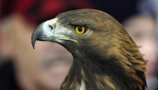 Айнтрахт Франкфурт - Унион Берлин