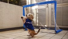 Куче пази по-добре от Ники Михайлов + ВИДЕО