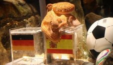 Октоподът ясновидец предрече загуба за Германия