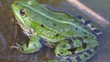 Блохин &quot;обезвреди&quot; жабите в езерото Темплинер