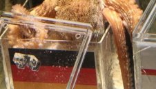 Октоподът Паул се оттегля