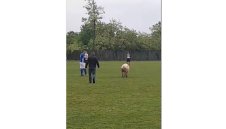 Прасе нахлу на терена по време на селски мач + ВИДЕО