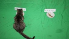 Казахстанска котка познала всички мачове на мондиала