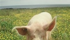 Даряват с 206-килограмово прасе Андрий Русол