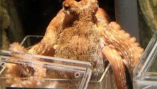 Наследник на октопода Паул прогнозира световна титла за Германия