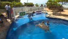 Костенурка предвиди победа на Бразилия + ВИДЕО