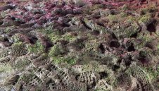 Не могат да намерят дата за Лоте - Дортмунд