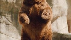 Фенове молят италианците да отмъстят за убит мечок