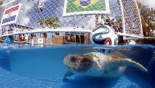 Морска костенурка прогнозира победа на Бразилия