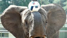 Слоницата Нели предрече бой на Германия над Франция