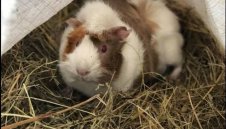 Бразилия или Коста Рика? Свинчето-оракул на Gol.bg Ганчо предрече победителя + ВИДЕО