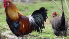 ФИФА забрани пилешките ястия на стадионите за световното