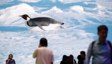 Нов шеф на български национал е бивш затворник и... крадец на пингвини