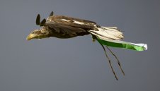 УЕФА излъчва филм за орела на Лудогорец