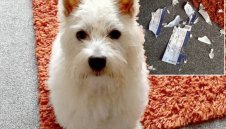 Куче изяде билети за мача Челси - Ман Юнайтед