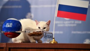 Как се справят косматите оракули на Мондиал 2018?