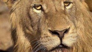 Агонията на уморените "лъвове"