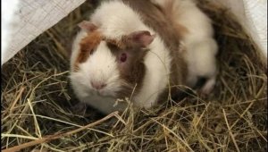 Сърбия или Бразилия? Ганчо каза дали "орлите" имат сили за изненада + ВИДЕО