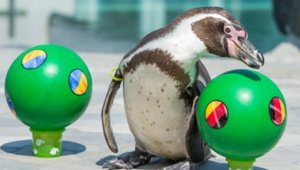 Пингвин, коала и петел са новите оракули