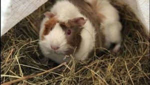 Свинчето-оракул на Gol.bg Ганчо прогнозира Германия – Швеция + ВИДЕО