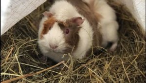 Свинчето-оракул на Gol.bg Ганчо очаква голяма изненада на Иран - Испания