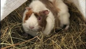 Ще направят ли чудо Аржентина и Лео Меси на Мондиал 2018? Ганчо предрече бъдещето на гаучосите + ВИДЕО