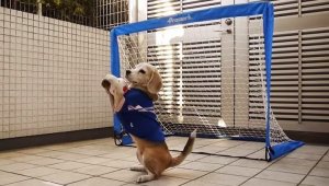 Куче пази по-добре от Ники Михайлов + ВИДЕО