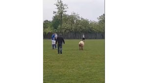 Прасе нахлу на терена по време на селски мач + ВИДЕО