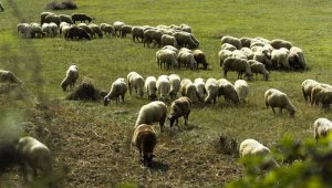 Без Домусчиев в Разград ще пасат овце и ще има мазни борби