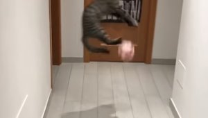 Колко добри вратари са котките? + ВИДЕО