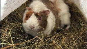 Бразилия или Коста Рика? Свинчето-оракул на Gol.bg Ганчо предрече победителя + ВИДЕО