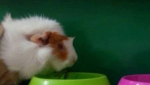 Свинчето-оракул на Gol.bg Ганчо прогнозира непредвидимия мач Полша – Сенегал + ВИДЕО