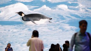 Нов шеф на български национал е бивш затворник и... крадец на пингвини