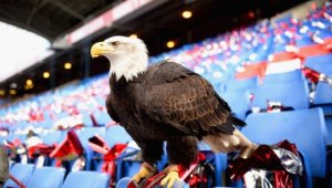 Арестуваха мъж, опитал се да удари орлицата Кайла