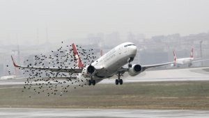 Птица в двигателя на самолета шокира Арсенал