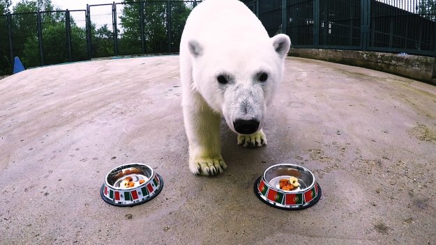 Полярната мечка Ника отписа Кристиано и компания + ВИДЕО